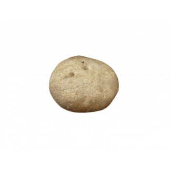 Колобок Беломорский 